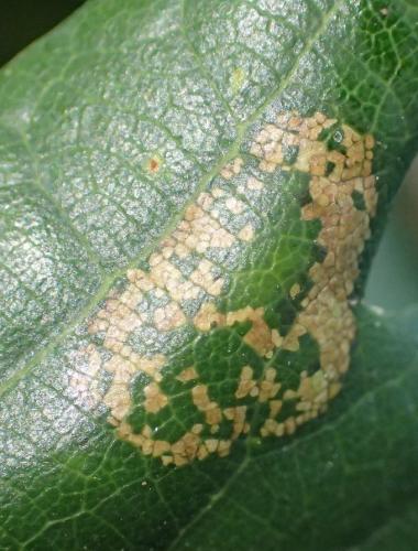 Réf. 218 077 : Phyllonorycter sp.